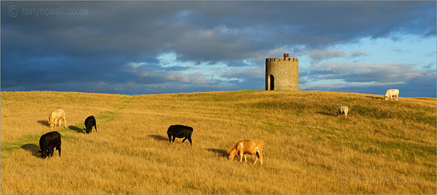 Cows at Uphill