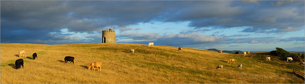 Cows at Uphill