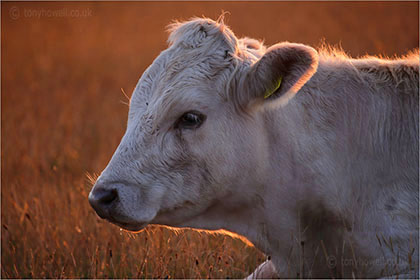 Cows at Uphill