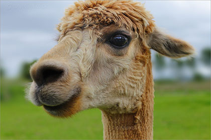 Alpaca