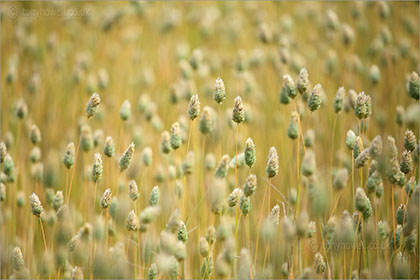 Canary Seed