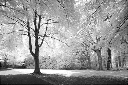 Beech Trees, Clifton