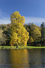 Tulip Tree, Stourhead