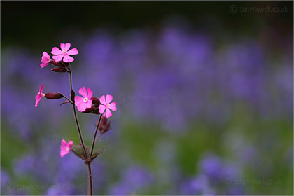 Campion in front of Bluebells