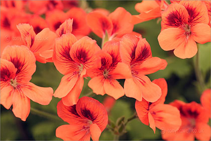 Pelargonium Polka