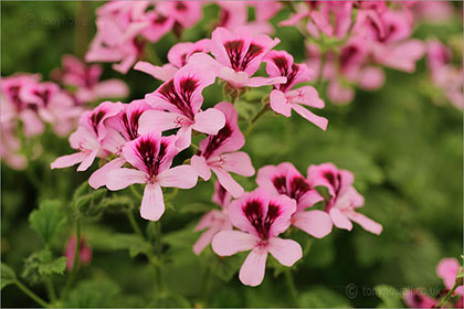 Pelargonium 