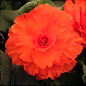 Begonia 'Guinevere'