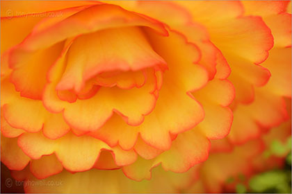 Begonia 'Party Dress'