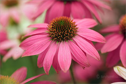 Echinacea Pow Pow Wild Berry