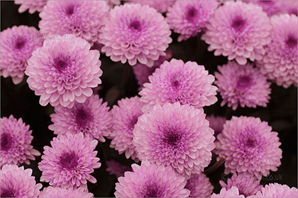 Chrysanthemum Lollipop