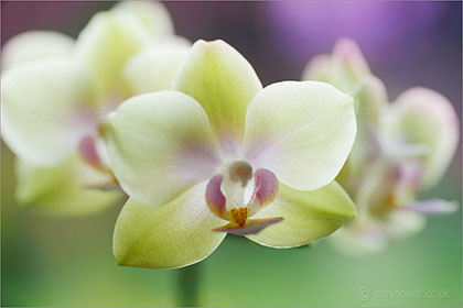 Orchid phalaenopsis hybrid