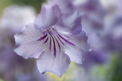 Streptocarpus Blue Ice