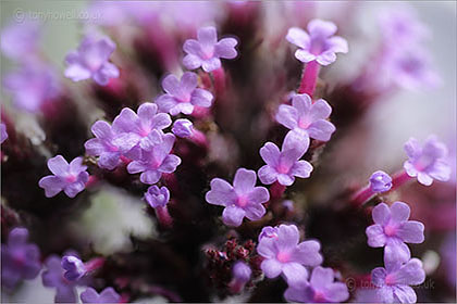 Verbena bonariensis