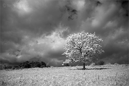 Oak Tree