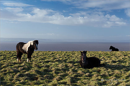 Ponies, Brean Down