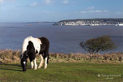 Ponies, Brean Down