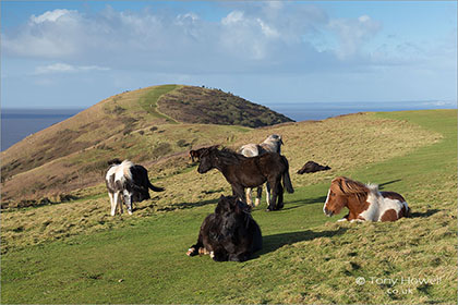 Ponies, Brean Down