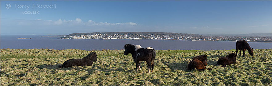 Ponies, Brean Down