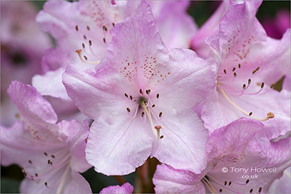 Rhododendron, Pink