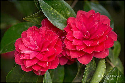 Camellia, Red