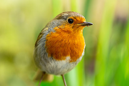 Robin