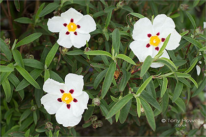 Rock Rose, White