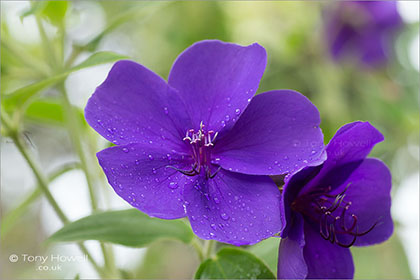 Tibouchina-urvilleana-Glory-Bush