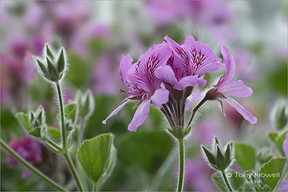 Pelargonium-cordifolium