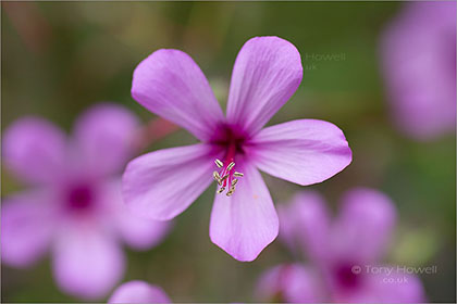 Geranium-palmatum