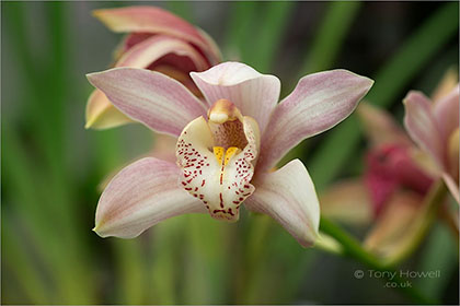 Orchid-Cymbillium-ortolan