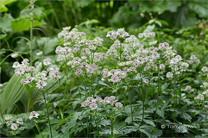 Astrantia-major-Masterwort