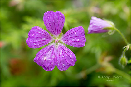 Geranium