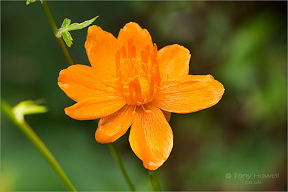 Trollius-chinensis