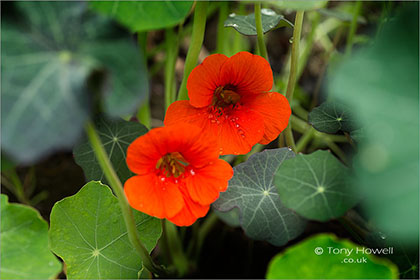 Nasturtium-Tropaeolum-majus