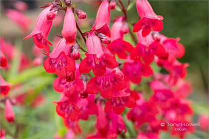 Penstemon Garnet