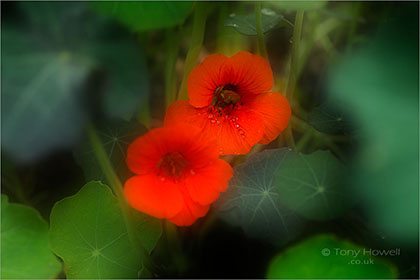 Nasturtium-Tropaeolum-majus