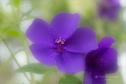 Tibouchina-urvilleana-Glory-Bush