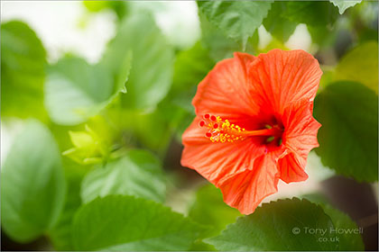 Hibiscus, Orange
