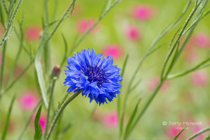 Cornflower