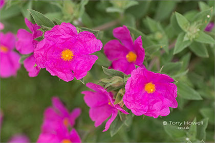 Cistus-x-pulverulentus-Sunset-6959