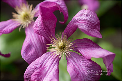 Clematis-viticella-Margot-Koster-6961