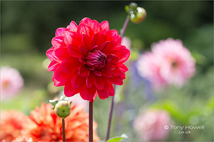 Dahlia-6963