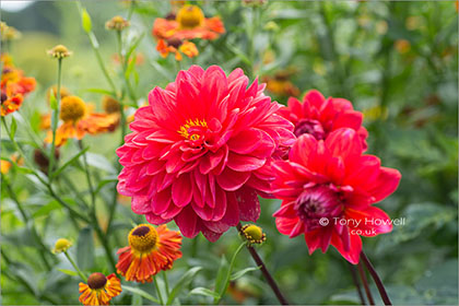 Dahlia