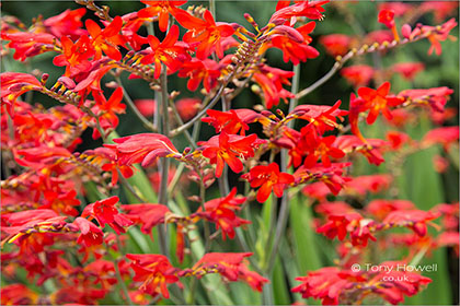 Crocosmia-Lucifer-6977