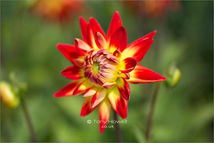 Dahlia-Karma-Bon-Bini-6985