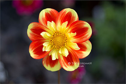 Dahlia-Pooh-6986