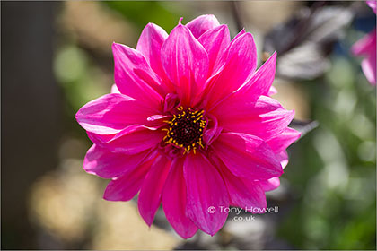 Dahlia-Fascination-6990