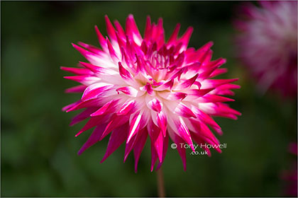 Dahlia-Geerlings-Sorbet-6991