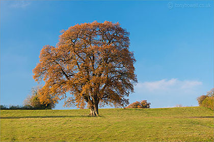 Autumnal Oak Tree