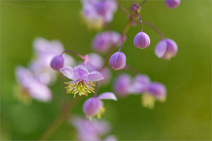 Thalictrum delavayi